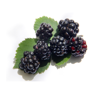Blackberries
