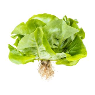 Butter - Root On