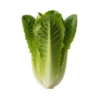 Romaine Hearts