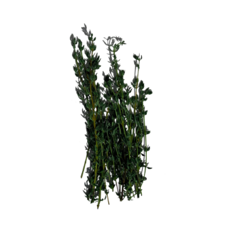 Thyme