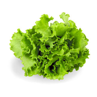 Leaf Lettuce