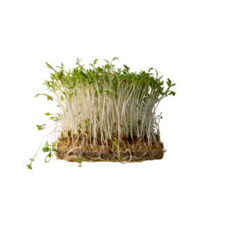 Arugula Sprouts -Micro