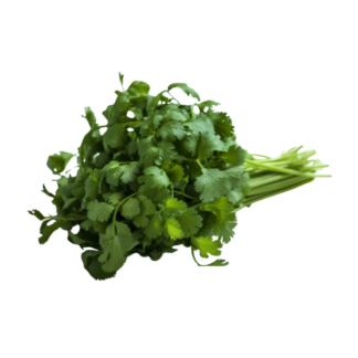 Cilantro