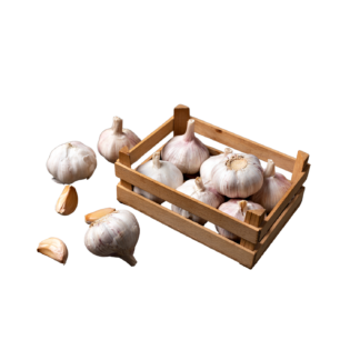 Garlic